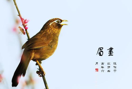 “心头好”变为“笼中鸟”，出售国家二级保护动物画眉鸟被追刑责 中国科学网www.minimouse.com.cn