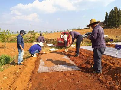 五华区农业农村局积极开展水稻旱地覆膜栽培技术试验 中国科学网www.minimouse.com.cn