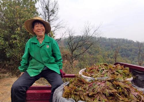  乡村振兴 | “香椿”振兴 产业托起群众致富新希望 中国科学网www.minimouse.com.cn