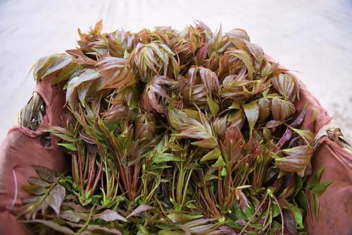  乡村振兴 | “香椿”振兴 产业托起群众致富新希望 中国科学网www.minimouse.com.cn