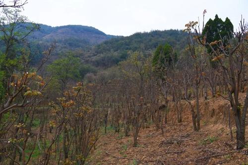  乡村振兴 | “香椿”振兴 产业托起群众致富新希望 中国科学网www.minimouse.com.cn