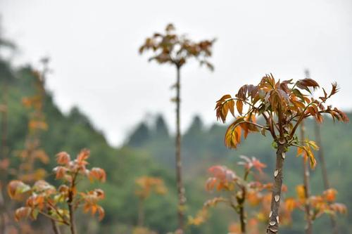  乡村振兴 | “香椿”振兴 产业托起群众致富新希望 中国科学网www.minimouse.com.cn