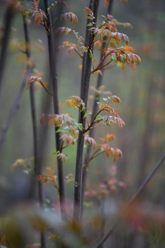  乡村振兴 | “香椿”振兴 产业托起群众致富新希望 中国科学网www.minimouse.com.cn