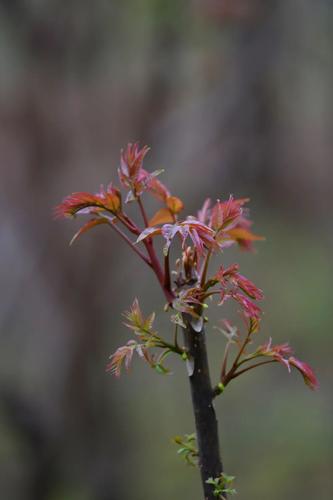  乡村振兴 | “香椿”振兴 产业托起群众致富新希望 中国科学网www.minimouse.com.cn