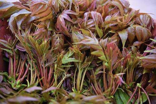  乡村振兴 | “香椿”振兴 产业托起群众致富新希望 中国科学网www.minimouse.com.cn