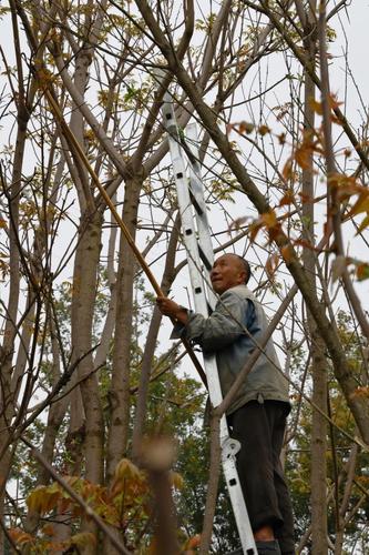  乡村振兴 | “香椿”振兴 产业托起群众致富新希望 中国科学网www.minimouse.com.cn