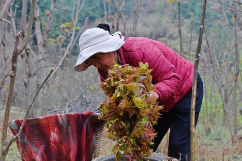  乡村振兴 | “香椿”振兴 产业托起群众致富新希望 中国科学网www.minimouse.com.cn