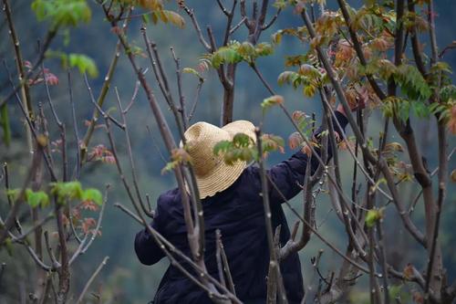  乡村振兴 | “香椿”振兴 产业托起群众致富新希望 中国科学网www.minimouse.com.cn