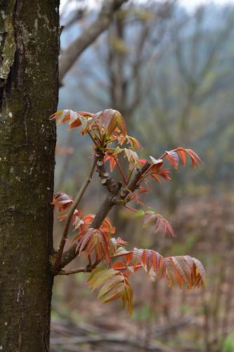  乡村振兴 | “香椿”振兴 产业托起群众致富新希望 中国科学网www.minimouse.com.cn