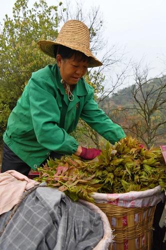  乡村振兴 | “香椿”振兴 产业托起群众致富新希望 中国科学网www.minimouse.com.cn