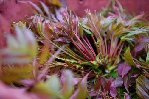  乡村振兴 | “香椿”振兴 产业托起群众致富新希望 中国科学网www.minimouse.com.cn