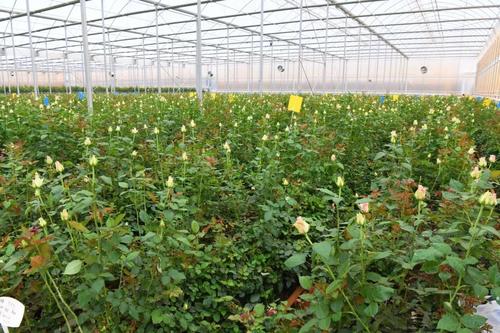  乡村振兴 | 产业赋能 跑出乡村振兴“加速度” 中国科学网www.minimouse.com.cn