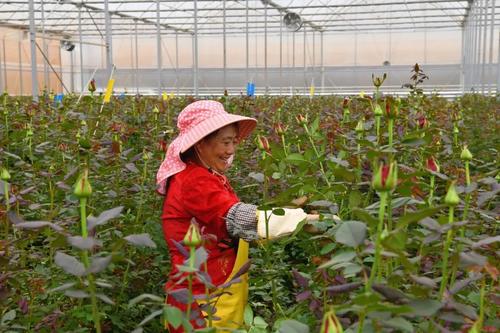  乡村振兴 | 产业赋能 跑出乡村振兴“加速度” 中国科学网www.minimouse.com.cn