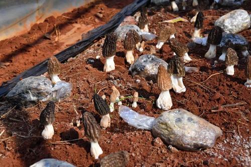  乡村振兴 | 产业赋能 跑出乡村振兴“加速度” 中国科学网www.minimouse.com.cn