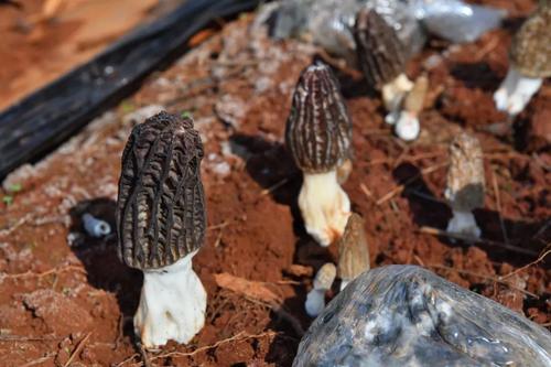  乡村振兴 | 产业赋能 跑出乡村振兴“加速度” 中国科学网www.minimouse.com.cn