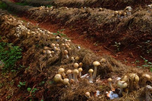  乡村振兴 | 产业赋能 跑出乡村振兴“加速度” 中国科学网www.minimouse.com.cn