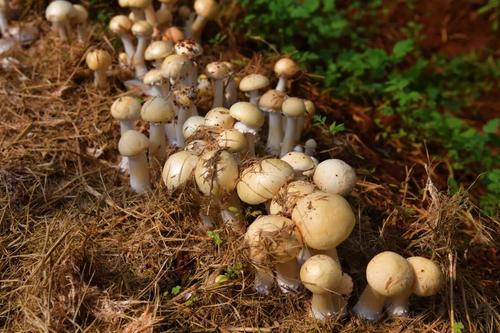  乡村振兴 | 产业赋能 跑出乡村振兴“加速度” 中国科学网www.minimouse.com.cn