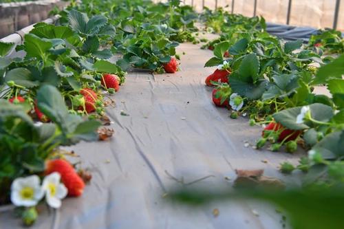  乡村振兴 | 产业赋能 跑出乡村振兴“加速度” 中国科学网www.minimouse.com.cn