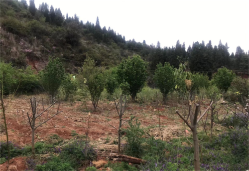 公益诉讼“回头看” 五华区检察院持续跟进监督破坏长虫山生态环境案 中国科学网www.minimouse.com.cn