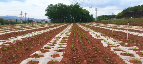 2020-25年中国虫草种植行业发展趋势预测及投资规划研究报告docx(图1)